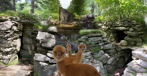 Composite with Alpacas 500x250 - America's Stonehenge - Salem, NH