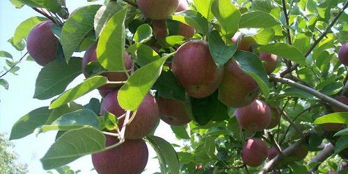 Windy Ridge Orchard and Christmas Tree Farm - North Haverhill, NH