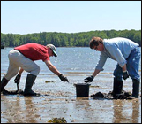 Shellfishing and clamming on New Hampshire Sea coast on Great Bay and Piscataqua rivers