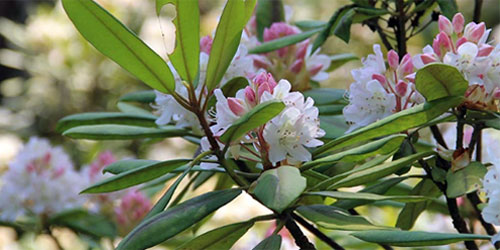 Rhododendron State Park near Fitzwilliam,
