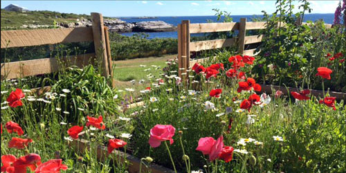 Celia Thaxter's Garden and Sea View Isles of Shoals