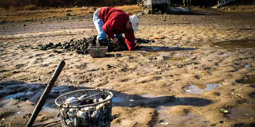 Shellfishing and Clamming in New Hampshire-credit-shutterstock