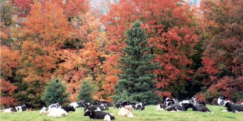 Fall Foliage in New Hampshire - Connecticut River Loop - Photo Credit NHDTTD & Carol Placey