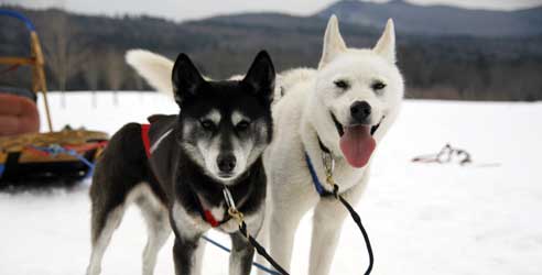 Dogsledding -Valley Snow Dogz Dog Sledding-credit-NH Division of Travel and Tourism Development