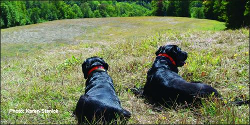  dog parks in New Hampshire