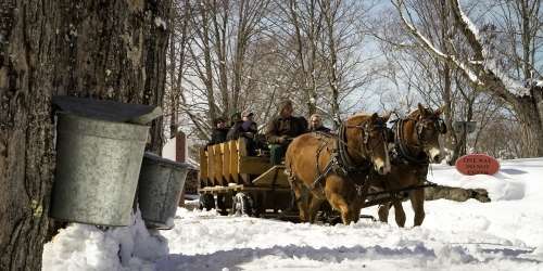 NH Maple Experience at The Rocks - Bethlehem, NH