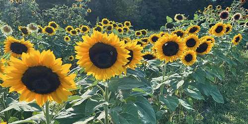 Sunflower Festival 2023 - Lee, NH