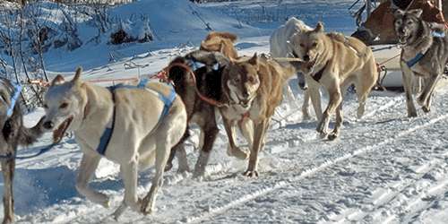 Muddy Paw Sled Dogs - Androscoggin Valley, NH